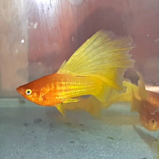 Platy sun rise / ruby nose variatus / variatus platy