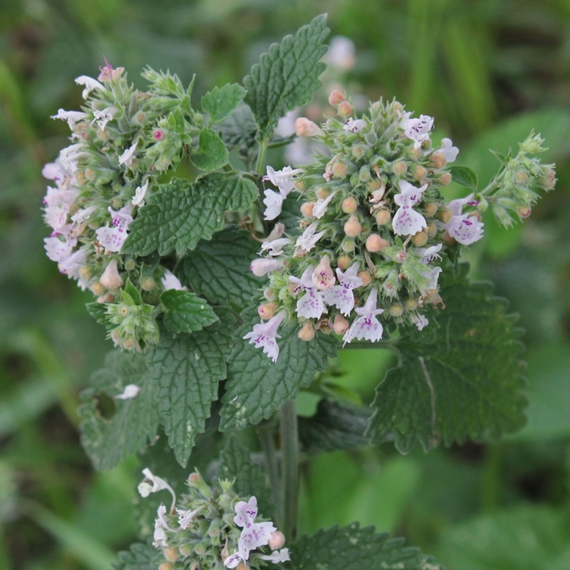 Benih Bibit Biji - Catnip Catmint Herbs (Nepeta cataria) SUPER - IMPORT