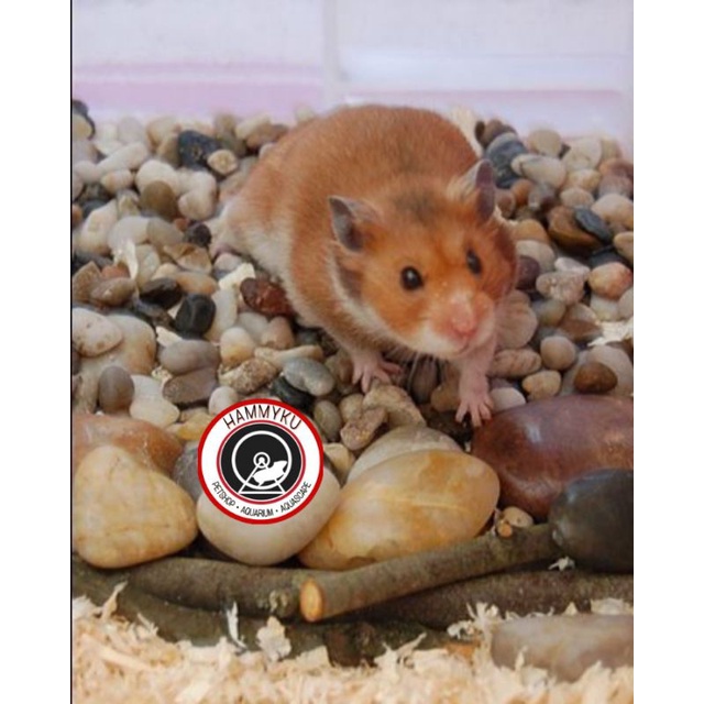 KANDANG HAMSTER - BATU DEKORASI KANDANG HAMSTER