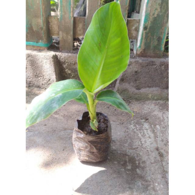Jual Bibit Pisang Cavendish Giant