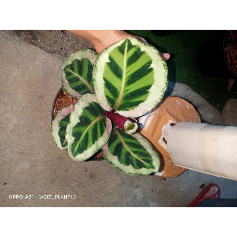 calathea angela
