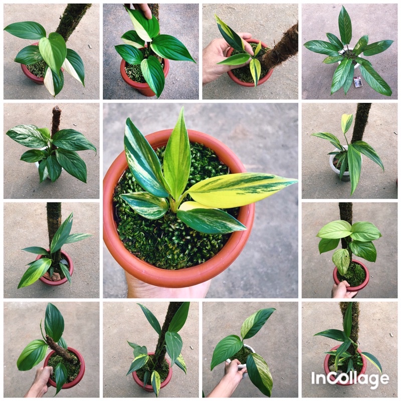KUMPULAN TANAMAN VARIEGATA ENDEMIK NASIONAL ( borneo ) VARIGATA SCINDAPSUS COREACEUS , LONGISTIPITAT