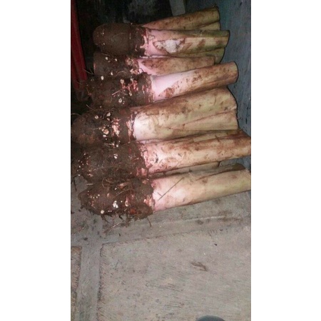 

RB TALAS BOGOR ASLI 1KG TALAS SEGAR