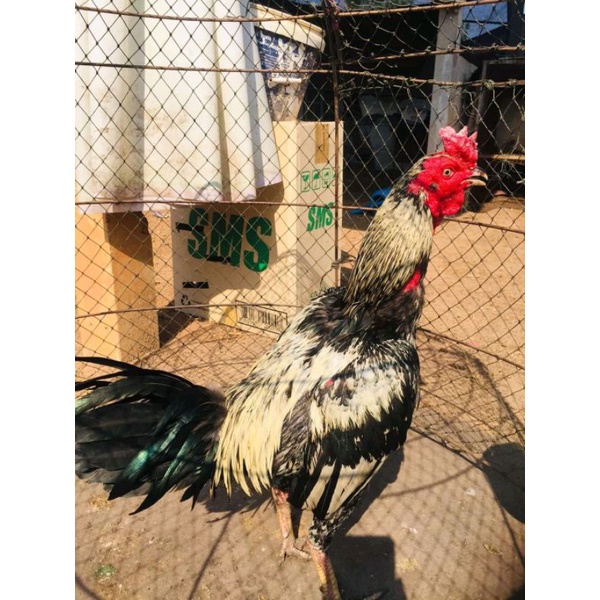 Pama IQ VVIP (telur fertil)