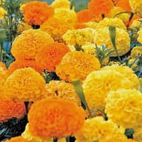 Benih Bibit Biji - Bunga Marigold (African) Crackerjack Mixed Flower Seeds - IMPORT