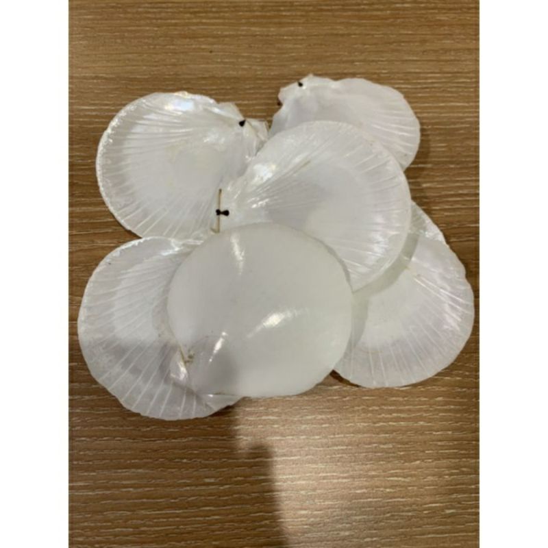 cangkang kerang simping putih