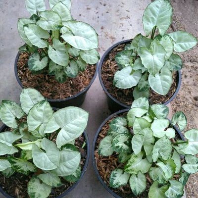 syngonium mini liliput tanaman hias syngonium