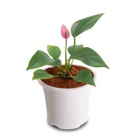 Tanaman Bunga Anthurium Mickey Mouse Pink - Anturium Mini