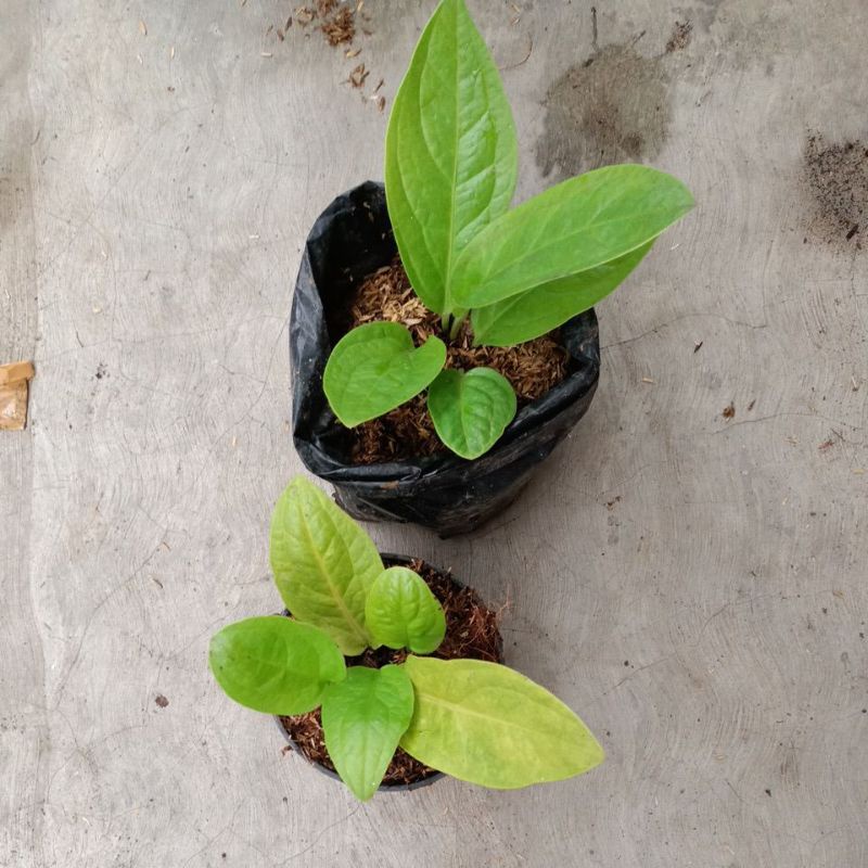 bunga anthurium jemani golden