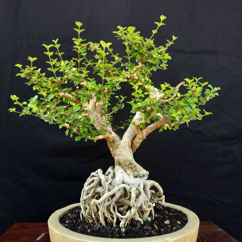 Bonsai Tanaman Kerdil Mirten Bunga Putih Style Ekspose Root Shopee Indonesia