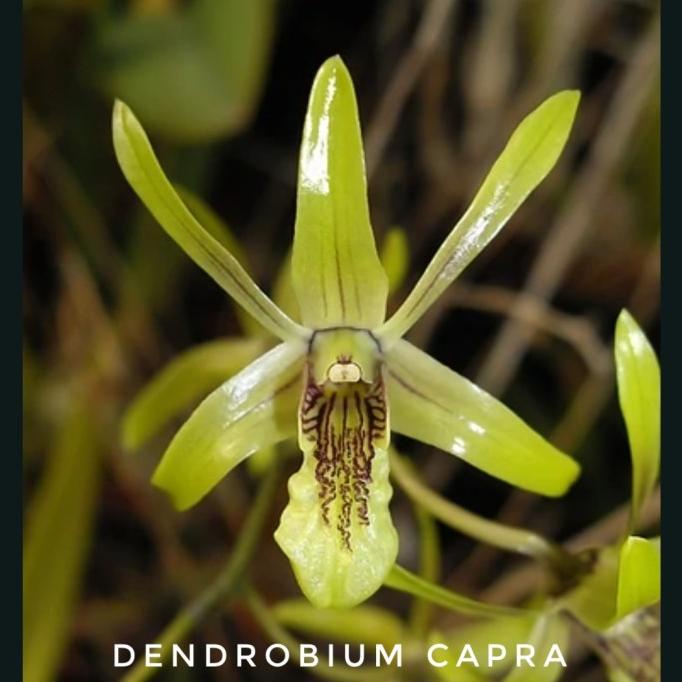 ] Dendrobium Capra / Dendrobium Larat Hijau/ Anggrek Species