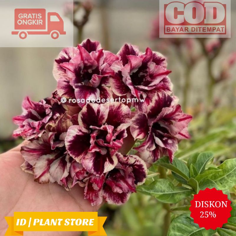 Bibit bunga kamboja adenium blue boy-kamboja jepang obesum-benih bunga-tanaman hidup