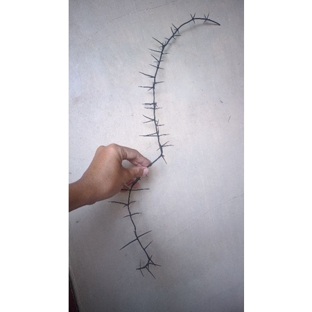 Ri Marung / Duri Kemarung / Mbili / Mbolo 60cm (stok sangat banyak)