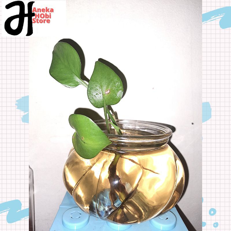 Botol tebal pot bunga Aquarium mini Cupang/Guppy