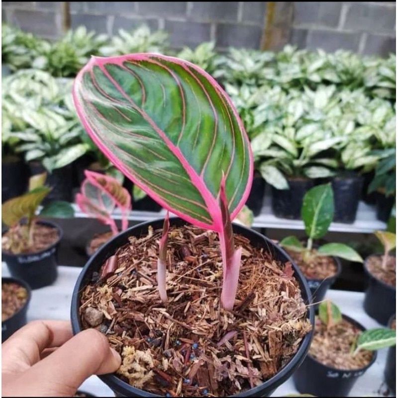 Bibit Anakan Aglonema Kanza Daun 1/2