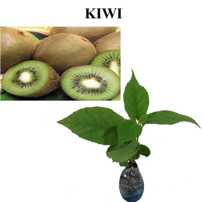 Anjai Tanaman Buah Kiwi