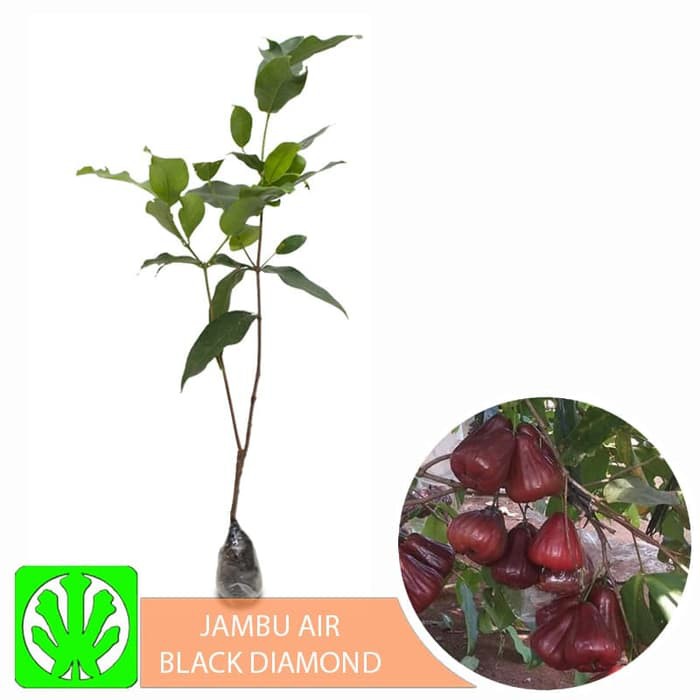 Bibit Tanaman Buah Jambu Air Black Diamond
