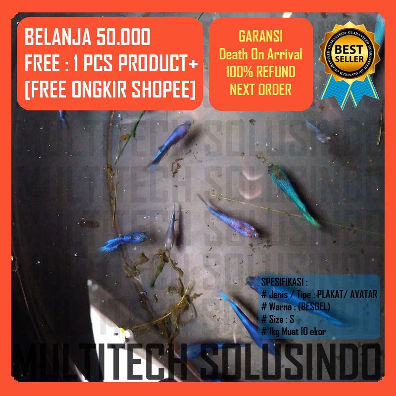 anakan burayak ikan cupang avatar gordon gold vampire blue green bbl hijau biru