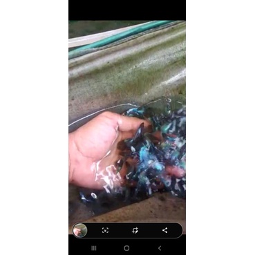 ikan hias blue electric