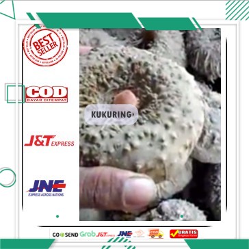Umbi Porang Bibit Porang Umbi Super Murah Bergaransi 1 kg