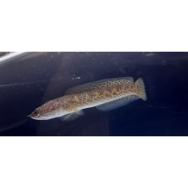 Auranti Grade A 5cm - 7cm