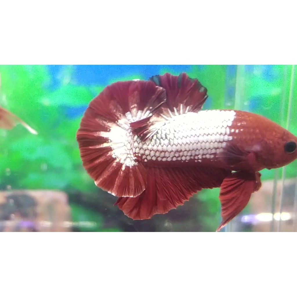 Cupang FCCP Top Grade