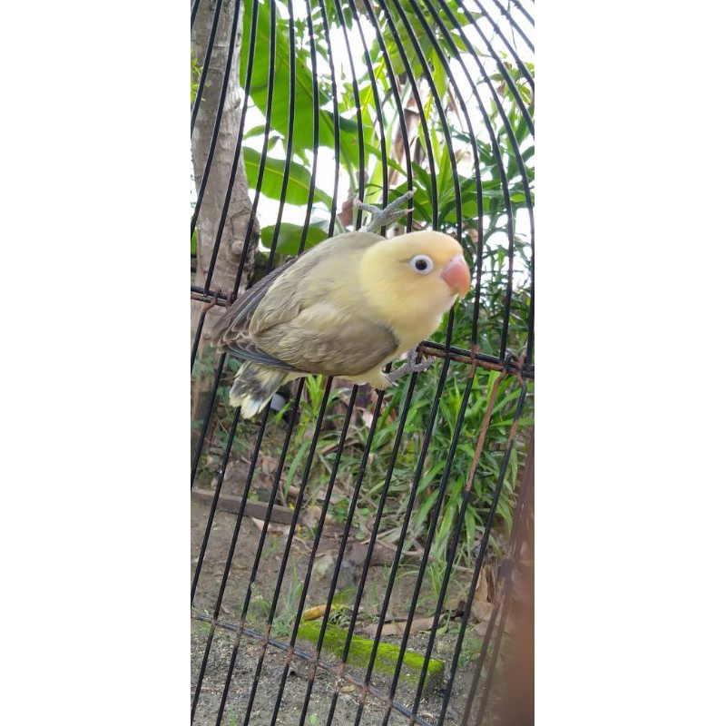 LOVEBIRD biola pb euwing paud
