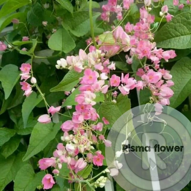 Tanaman hias pohon bunga air mata pengantin merah jambu / bunga pink / tanaman hias hidup