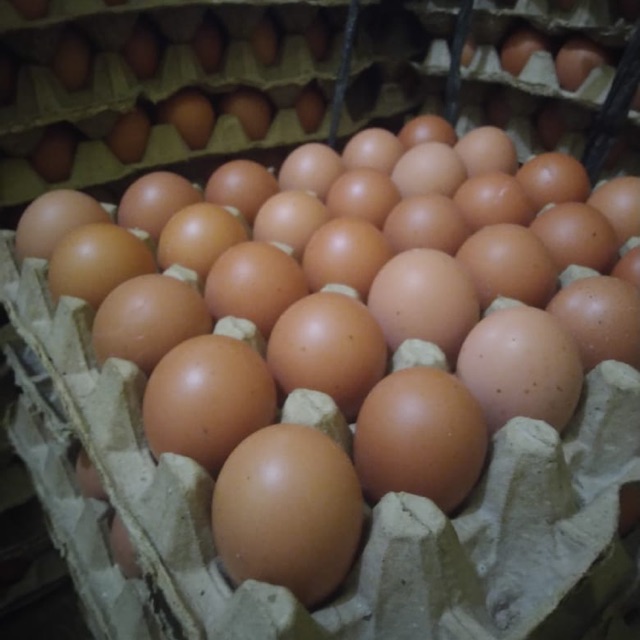 

Telur Ayam Negeri Ecer perkilo harga grosir