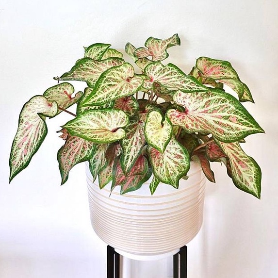 TANAMAN HIAS CALADIUM GINGERLAND KELADI GINGERLAND