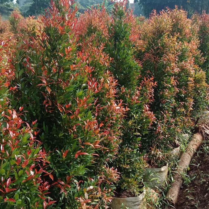 tanaman pucuk merah uk.150cm pucuk merah 1,5meter pucuk merah 150cm