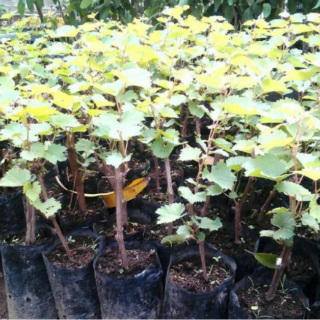 Pjr Bibit Tanaman Buah Anggur Merah