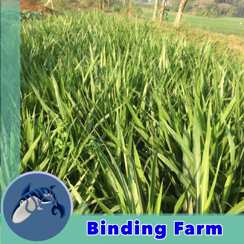 bibit rumput odot hijauan pakan sapi domba kambing