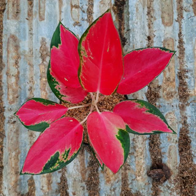 Aglonema red majesty