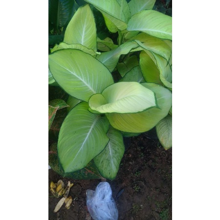 aglonema tisu harmoni sedang