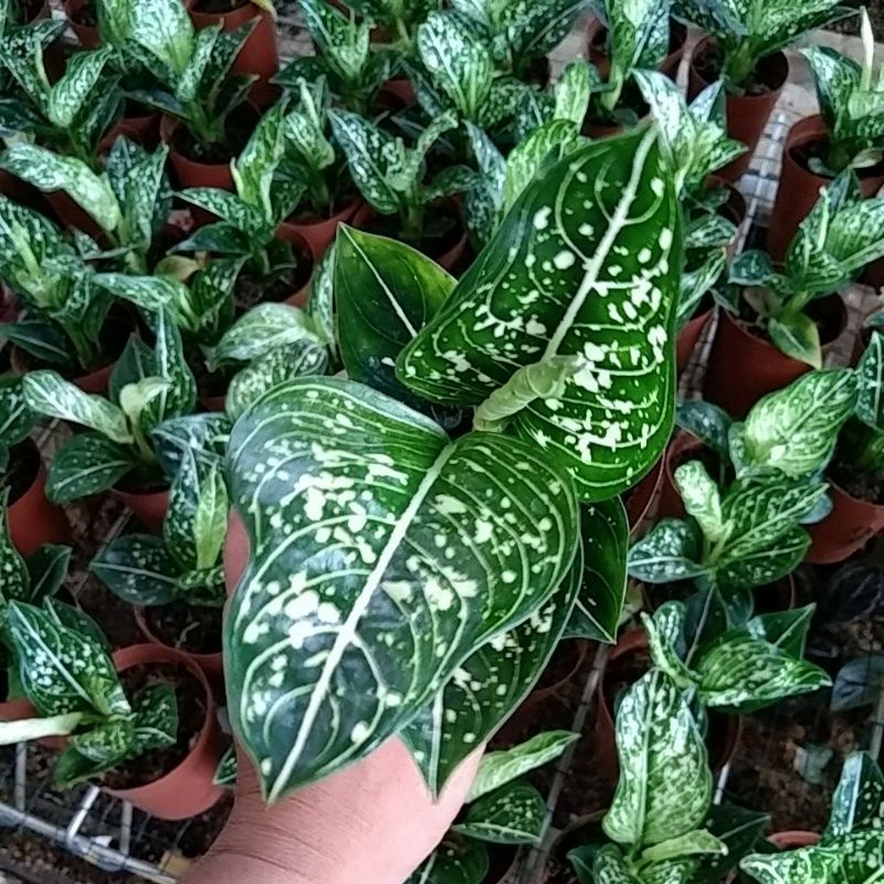 aglonema Siti Nurhaliza