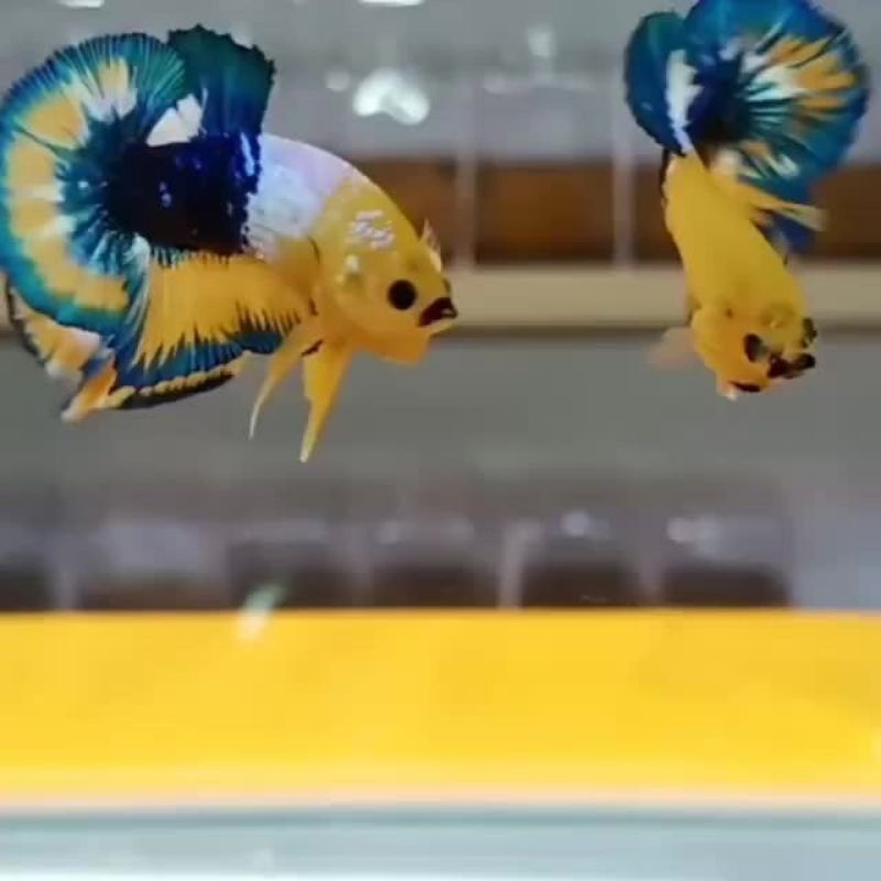 yellow Fancy/Yellow base