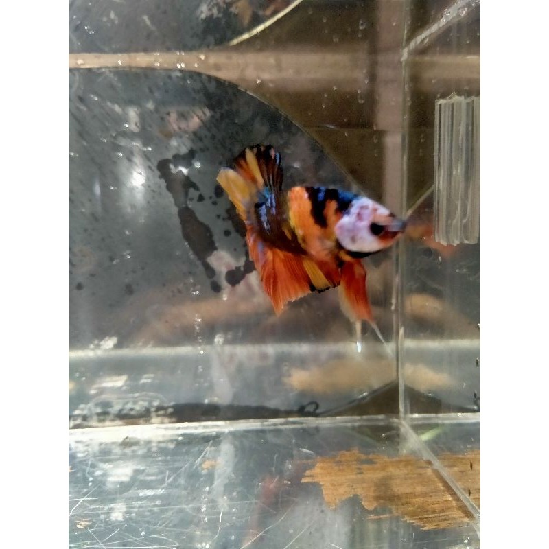 cupang hias nemo multi galaxy masking grade (A) siap breed