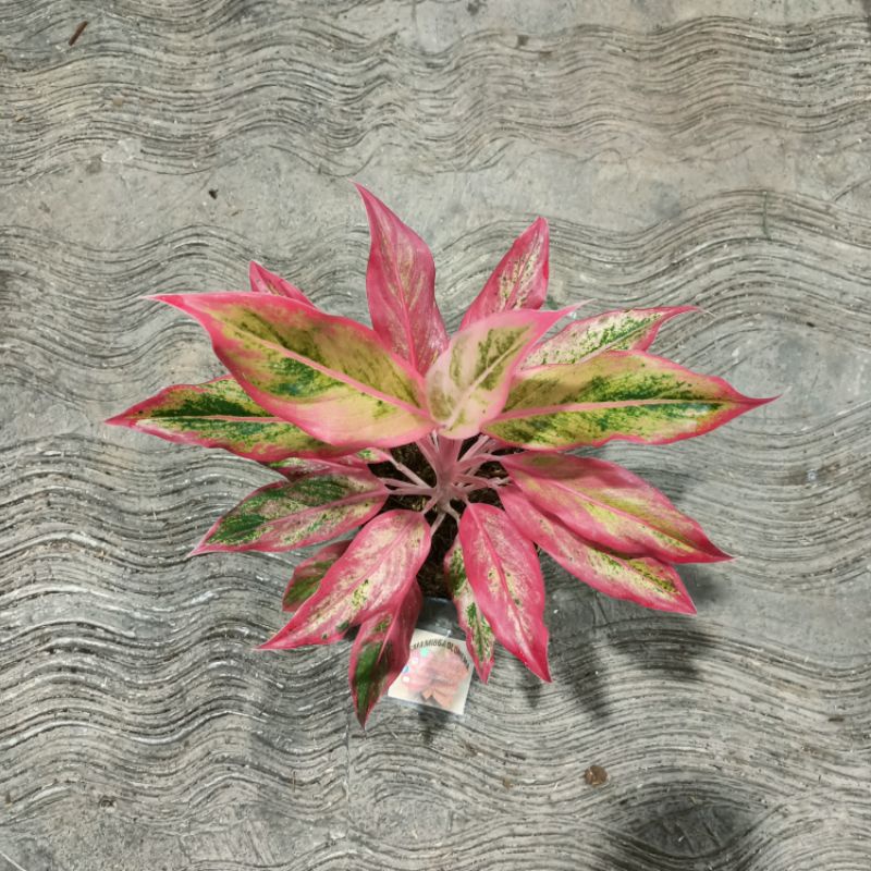 Aglonema lipstik orange