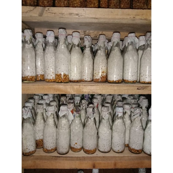 BIBIT JAMUR TIRAM PUTIH F2 JENIS Florida