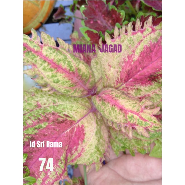 Miana Premium/id Sri Rama/daun lebar/Coleus