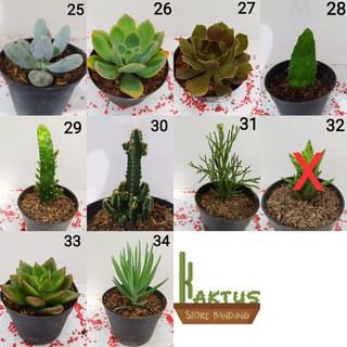 Paket Lengkap 5pcs Sukulen Kaktus Pot Warna Warni Shopee Paket Lengkap 5pcs Sukulen Kaktus Pot Warna Warni Shopee