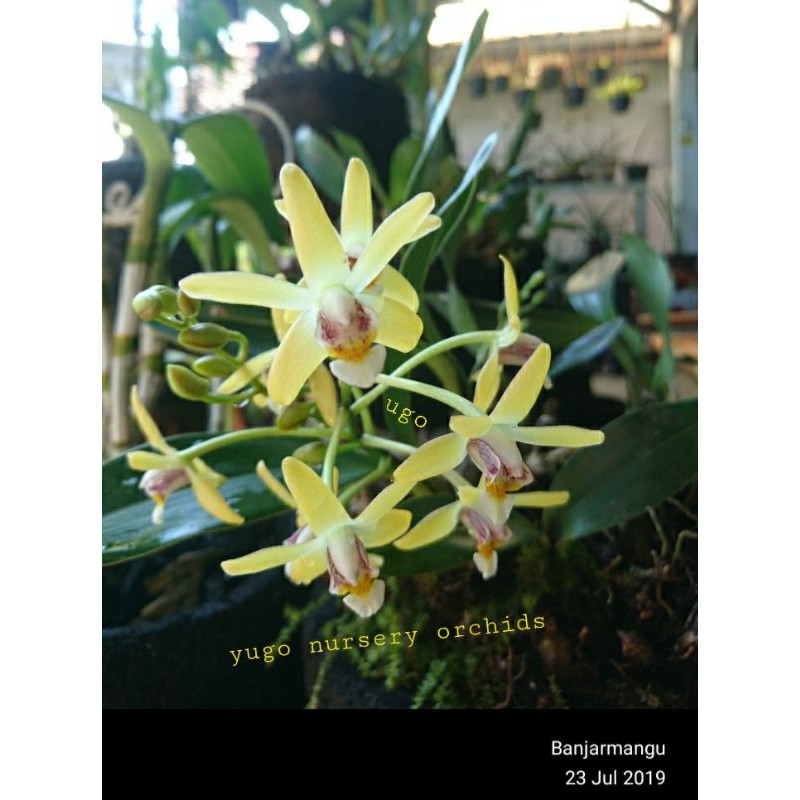 anggrek dendro epigenium rumpun dewasa siap bunga
