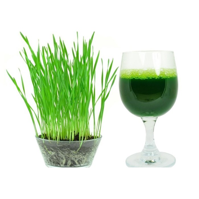 600 Bibit benih Wheat grass Rumput Gandum BISA DIMINUM ( bisa sbg rumput kucing cat grass }