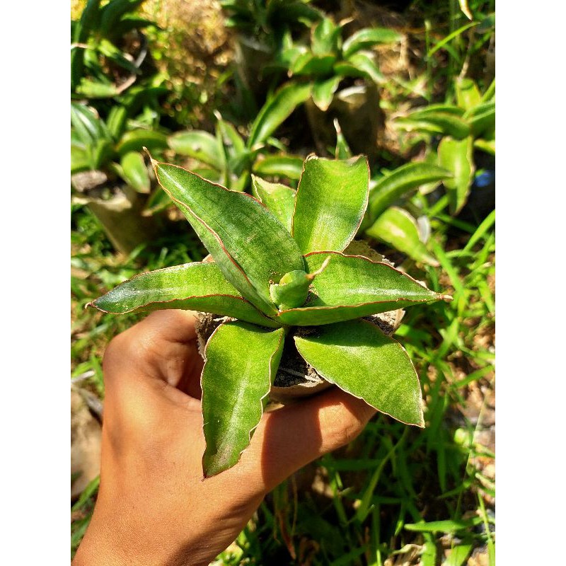 Bibit Sansiviera Patens/Ed Eby