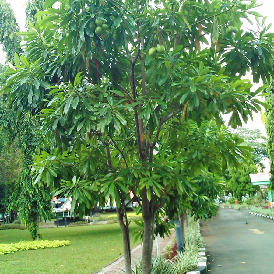 Bonsai Bonsae Bintaro Simpalak Tanaman Hias B-BINTARO-001