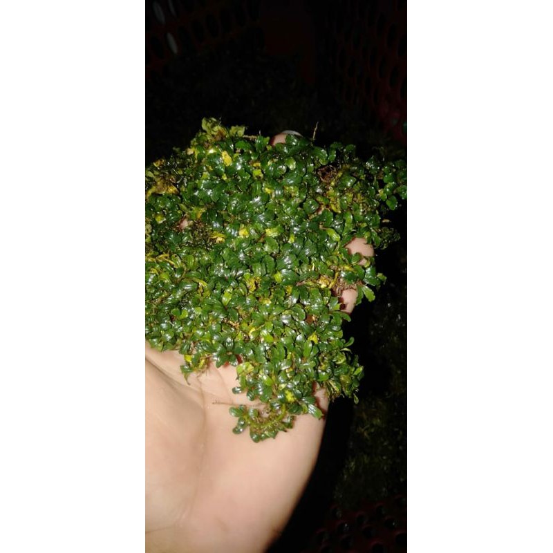 BUCE SUPER MINI PER NAMPAN | BUCE MICRO | BUCEPHALANDRA AQUASCAPE