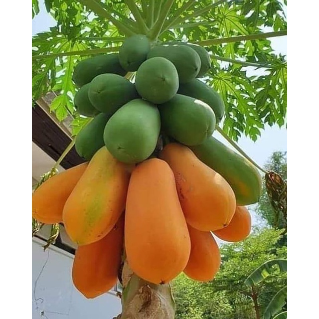 5 Benih Bibit Pepaya California F1 IPB Asli Calina Hibrida Super Pohon Pendek Cepat Berbuah Unggul