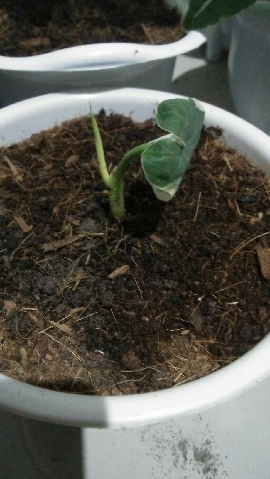 Keladi Kantong Semar Tanaman Hias