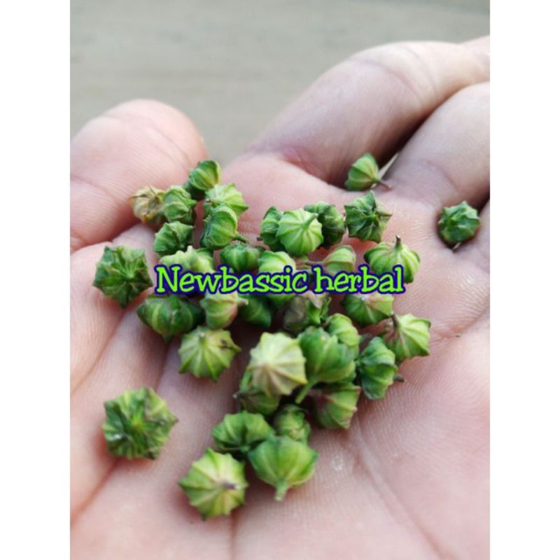 

buah sidaguri herbal